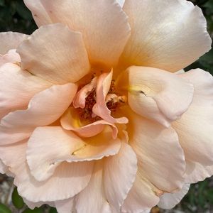 Meet your Posher, Alexa